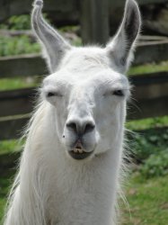 Skeptical Llama Meme Template