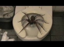 Toilet Spider Meme Template
