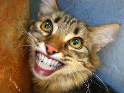 Smiling Cat Teeth Meme Template