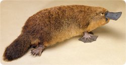 The Platypus Meme Template