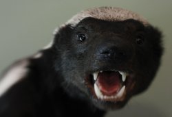 Honey Badger Meme Template