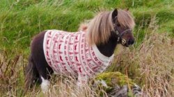 Horse & Christmas Sweater Meme Template
