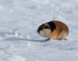 Lemming Meme Template