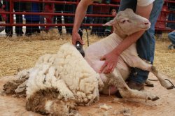 Sheep Shearing Meme Template