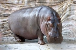 hippopotamus  Meme Template