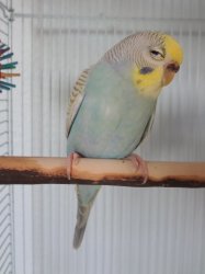 Sceptical Budgie Meme Template