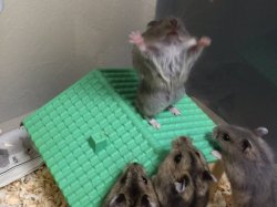Hamster King of the Mountain Meme Template