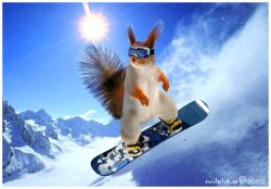 Squirrel snow Meme Template
