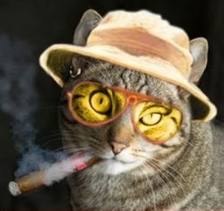 Fear and Loathing in Las Vegas Cat Country Meme Template