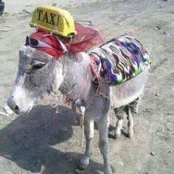 Donkey Taxi Meme Template