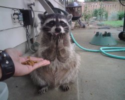 For me raccoon Meme Template