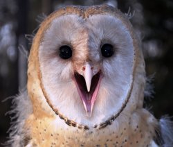 Excited Owl Meme Template