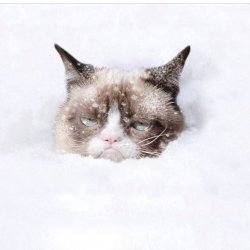 Grumpy Cat snow Meme Template