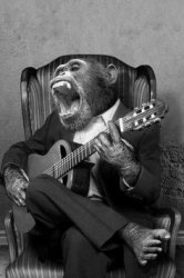 Blues Guitar Chimp Meme Template