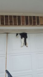 Cat in garage door Meme Template