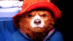 Paddington hard stare Meme Template