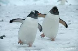 penguins dance Meme Template