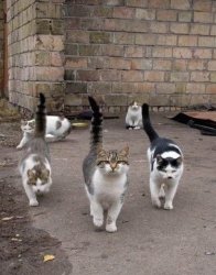 Alley Cats Meme Template