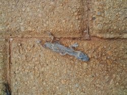 lizard Meme Template