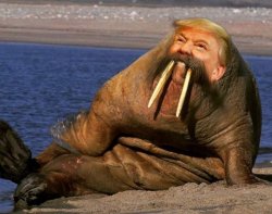trump walrus Meme Template