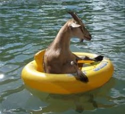 float goat Meme Template
