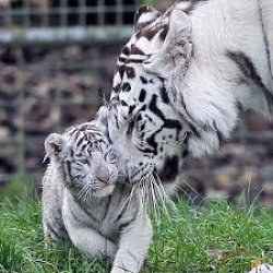 Siegfried & Roy white tigers Meme Template