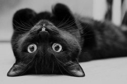 Cute black cat Meme Template