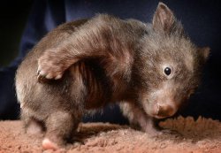 BabyWombat Meme Template