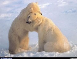 Polar hug Meme Template