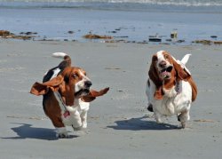Basset hounds on the beach Meme Template