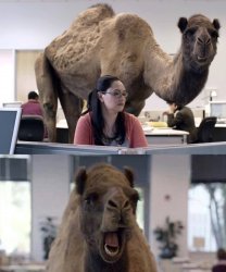 Hump Day Camels Meme Template