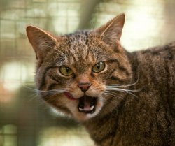 scottish wildcat Meme Template