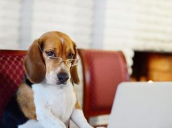 Smart beagle Meme Template