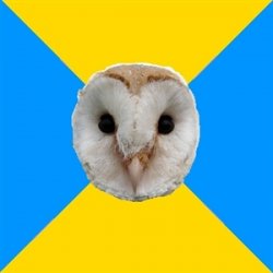 bipolar owl Meme Template