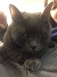 No nonsense Cat Meme Template