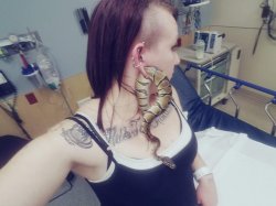 Snake in ear ball python Meme Template
