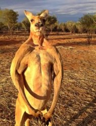 Tough kangaroo Meme Template