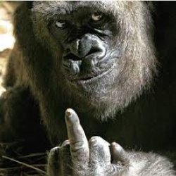 Ape Middle Finger Meme Template