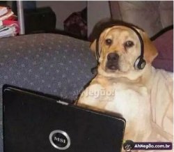 Cachorro Meme Template