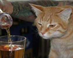 sad cat drinking booze Meme Template