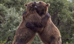 Bear hug Meme Template