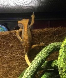 Lizard  Meme Template