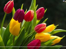 Tulips  Meme Template