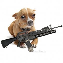 Dog with a gun Meme Template