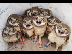 superb owl party Meme Template