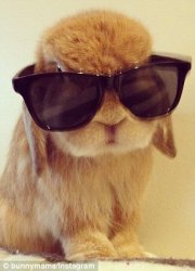 Bunny with sunglass Meme Template