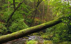 Fallen tree in forest Meme Template