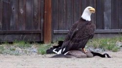 Eagle Takes Down Goose Meme Template