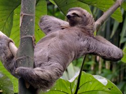 Relaxed sloth Meme Template