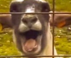 gooooat Meme Template